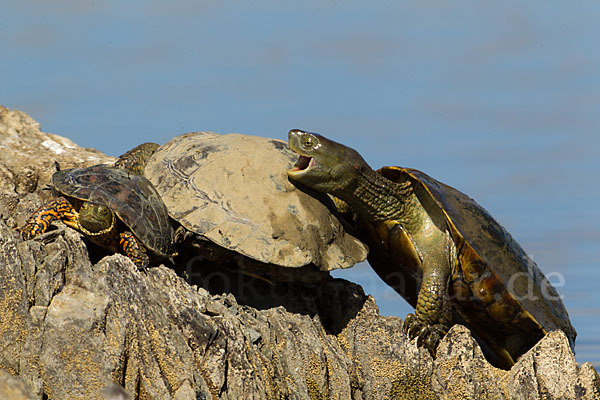 Spanische Wasserschildkröte (Mauremys leprosa)