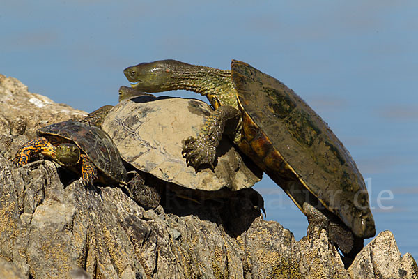 Spanische Wasserschildkröte (Mauremys leprosa)