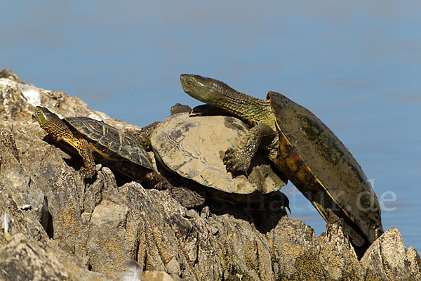 Spanische Wasserschildkröte (Mauremys leprosa)