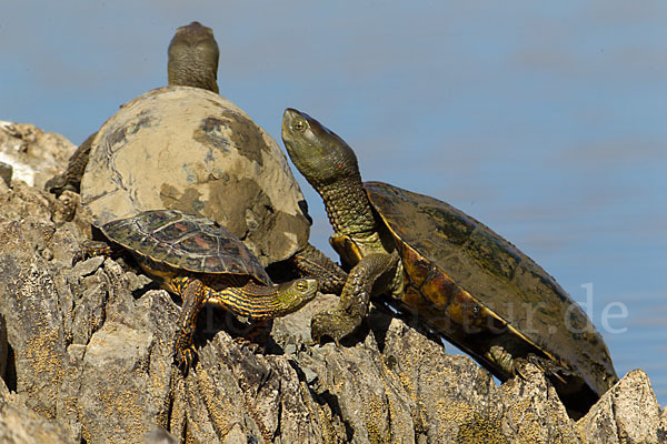 Spanische Wasserschildkröte (Mauremys leprosa)