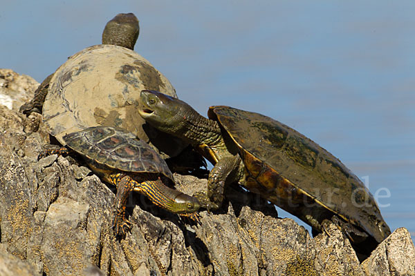 Spanische Wasserschildkröte (Mauremys leprosa)