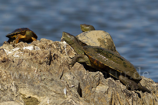 Spanische Wasserschildkröte (Mauremys leprosa)