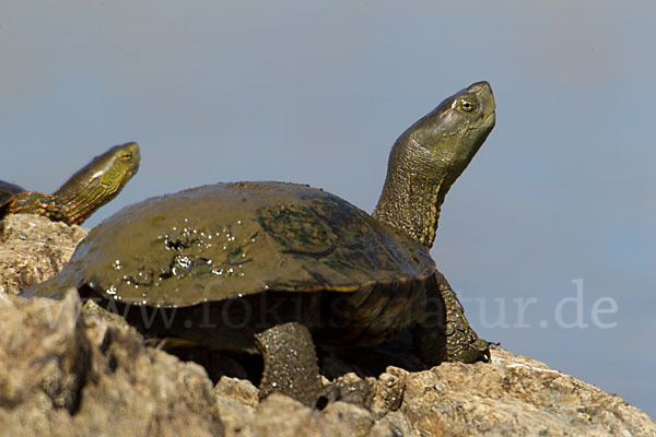 Spanische Wasserschildkröte (Mauremys leprosa)