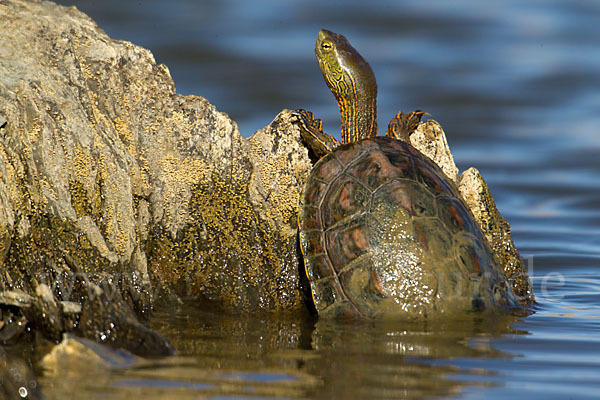 Spanische Wasserschildkröte (Mauremys leprosa)