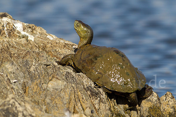 Spanische Wasserschildkröte (Mauremys leprosa)