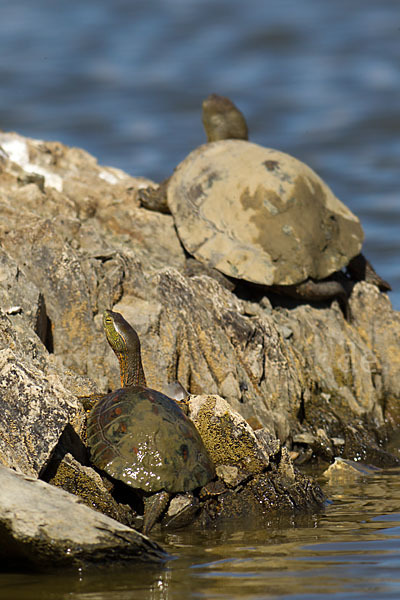 Spanische Wasserschildkröte (Mauremys leprosa)