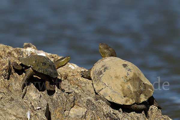 Spanische Wasserschildkröte (Mauremys leprosa)