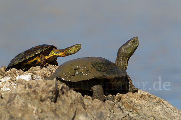 Spanische Wasserschildkröte (Mauremys leprosa)