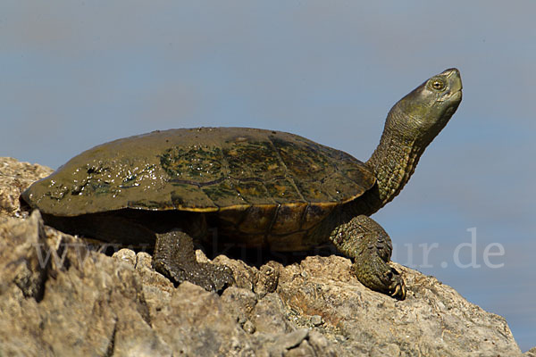 Spanische Wasserschildkröte (Mauremys leprosa)