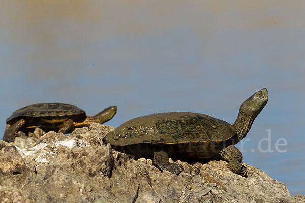 Spanische Wasserschildkröte (Mauremys leprosa)