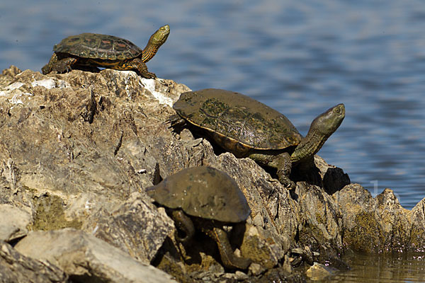 Spanische Wasserschildkröte (Mauremys leprosa)