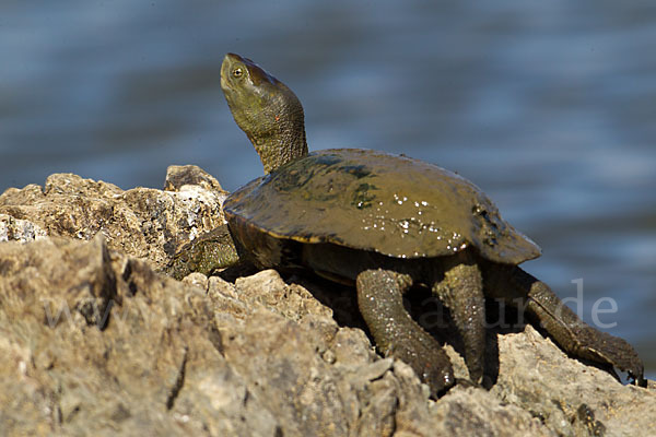 Spanische Wasserschildkröte (Mauremys leprosa)