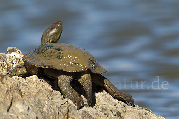 Spanische Wasserschildkröte (Mauremys leprosa)