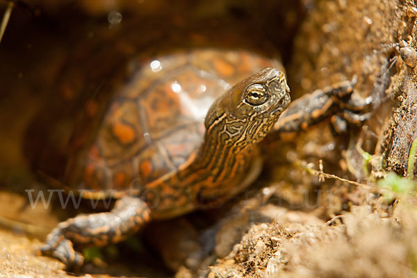 Spanische Wasserschildkröte (Mauremys leprosa)