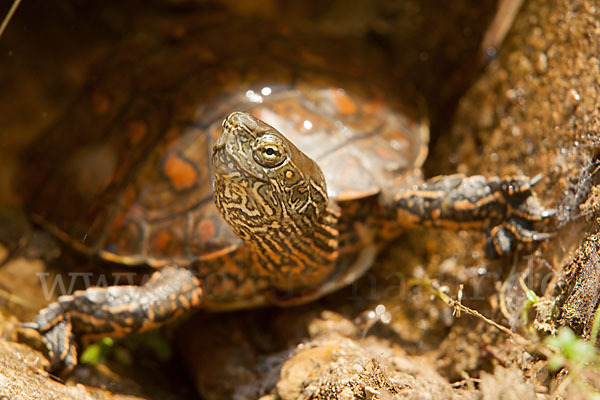 Spanische Wasserschildkröte (Mauremys leprosa)