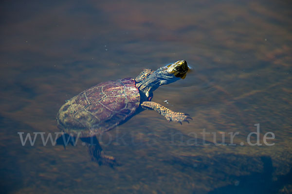 Spanische Wasserschildkröte (Mauremys leprosa)