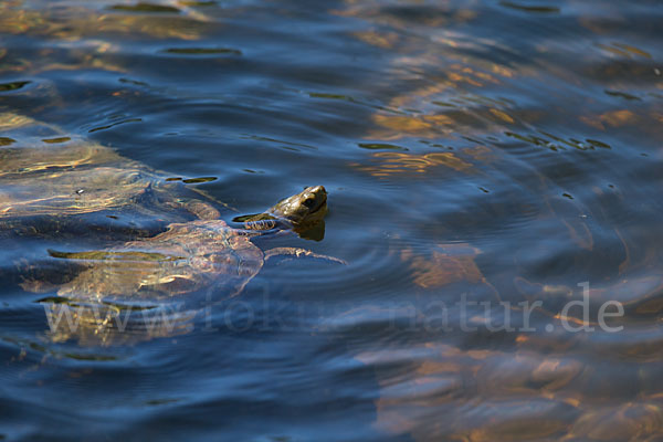 Spanische Wasserschildkröte (Mauremys leprosa)