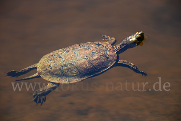 Spanische Wasserschildkröte (Mauremys leprosa)