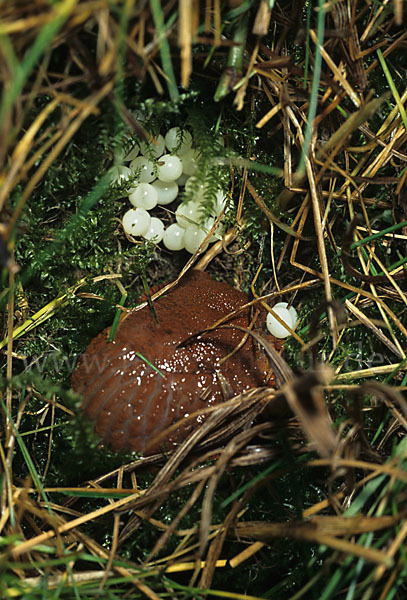 Spanische Wegschnecke (Arion lusitanicus)