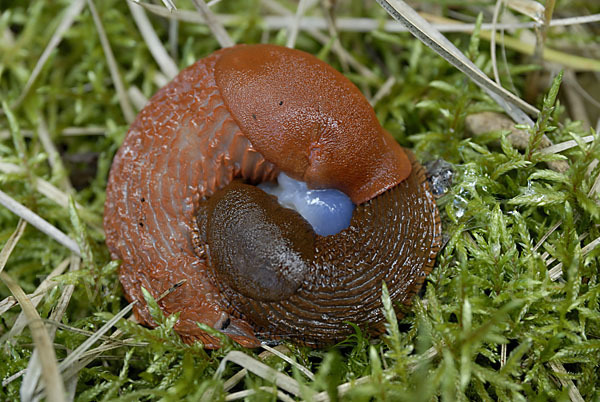 Spanische Wegschnecke (Arion lusitanicus)