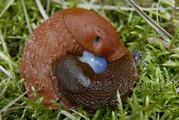 Spanische Wegschnecke (Arion lusitanicus)