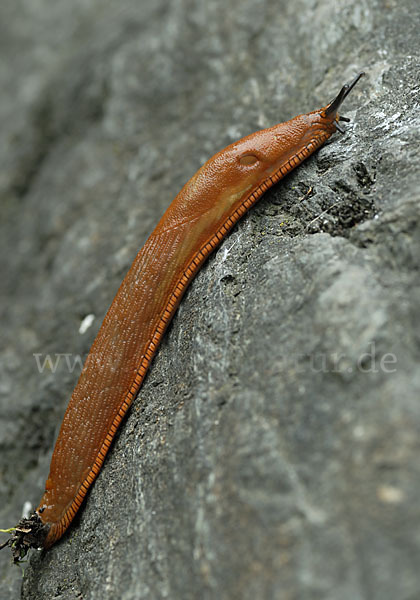 Spanische Wegschnecke (Arion lusitanicus)