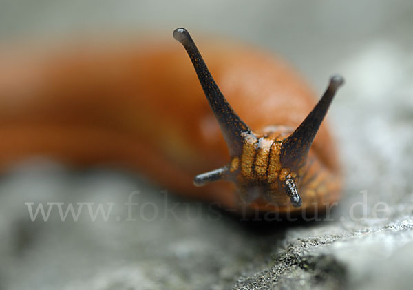 Spanische Wegschnecke (Arion lusitanicus)