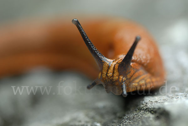 Spanische Wegschnecke (Arion lusitanicus)