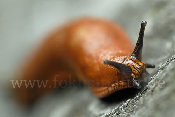 Spanische Wegschnecke (Arion lusitanicus)