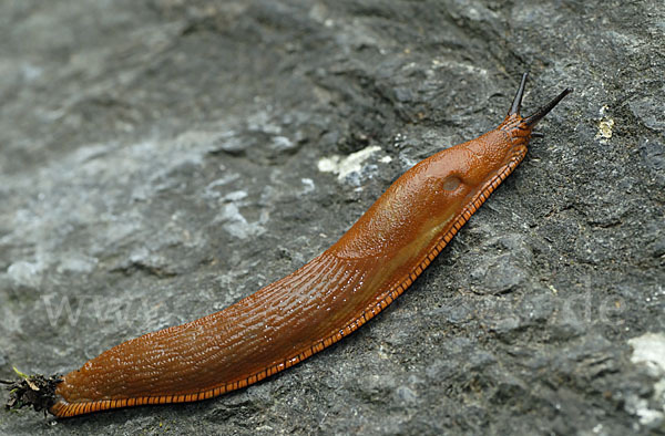 Spanische Wegschnecke (Arion lusitanicus)