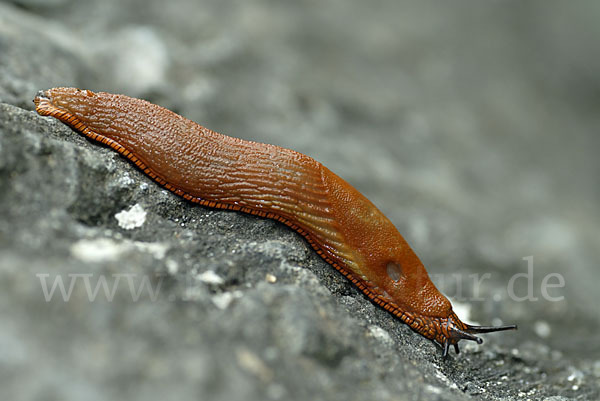 Spanische Wegschnecke (Arion lusitanicus)