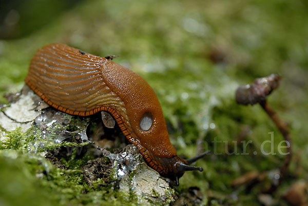 Spanische Wegschnecke (Arion lusitanicus)