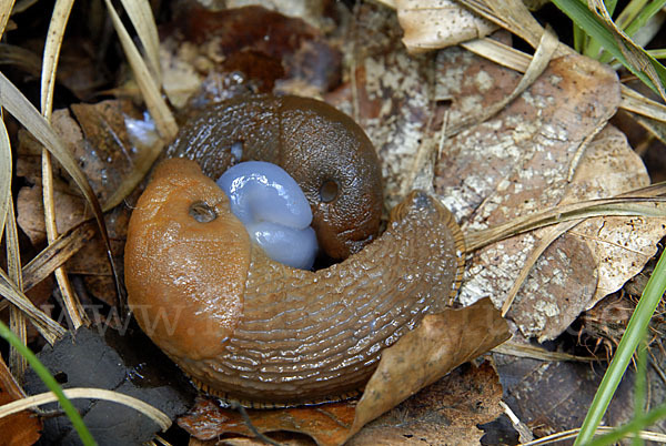 Spanische Wegschnecke (Arion lusitanicus)