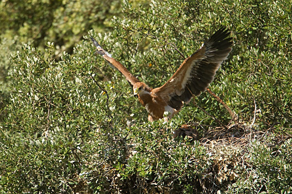 Spanischer Kaiseradler (Aquila adalberti)