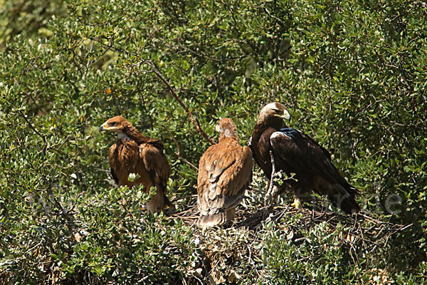 Spanischer Kaiseradler (Aquila adalberti)