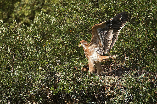 Spanischer Kaiseradler (Aquila adalberti)