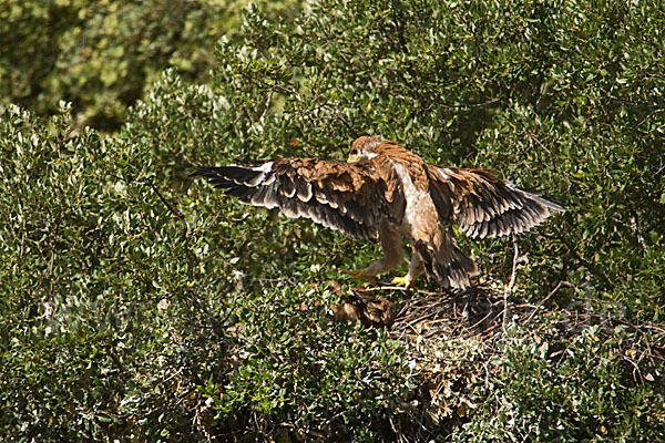 Spanischer Kaiseradler (Aquila adalberti)