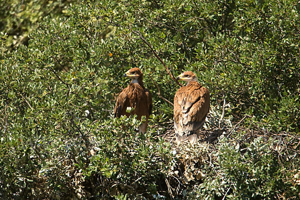 Spanischer Kaiseradler (Aquila adalberti)