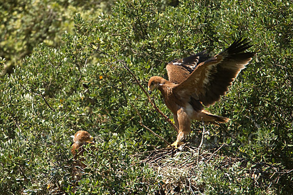 Spanischer Kaiseradler (Aquila adalberti)