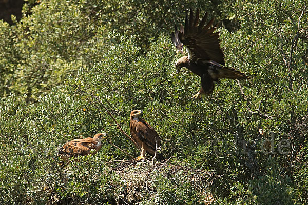 Spanischer Kaiseradler (Aquila adalberti)