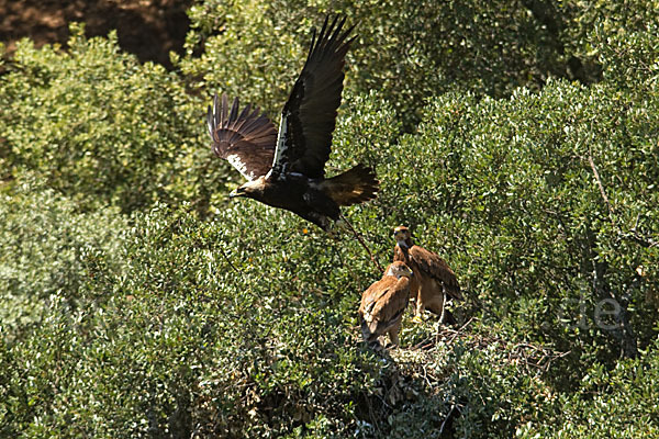 Spanischer Kaiseradler (Aquila adalberti)