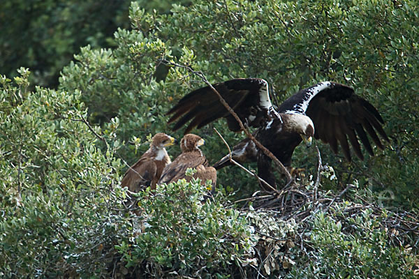 Spanischer Kaiseradler (Aquila adalberti)