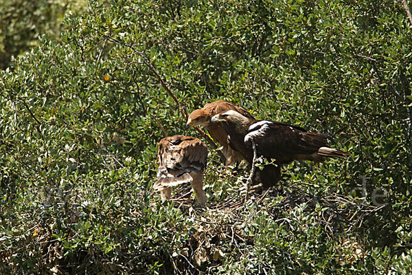 Spanischer Kaiseradler (Aquila adalberti)