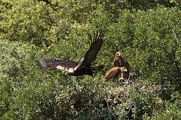 Spanischer Kaiseradler (Aquila adalberti)