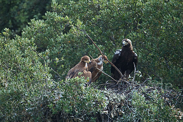 Spanischer Kaiseradler (Aquila adalberti)