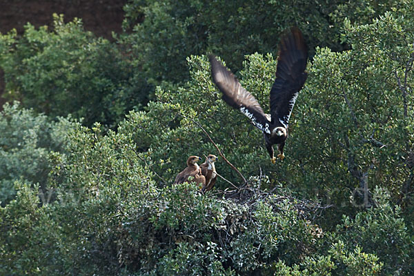 Spanischer Kaiseradler (Aquila adalberti)