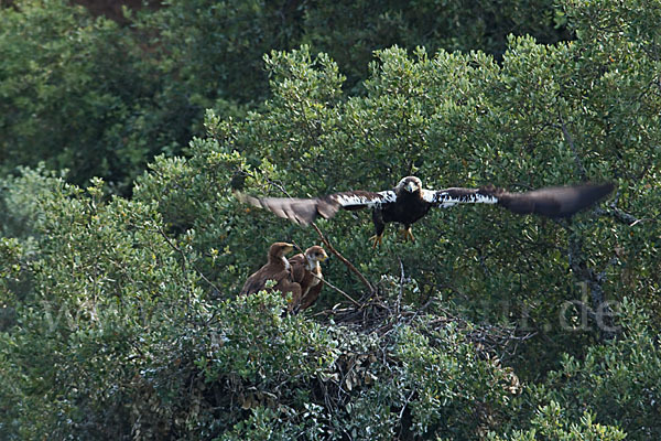 Spanischer Kaiseradler (Aquila adalberti)