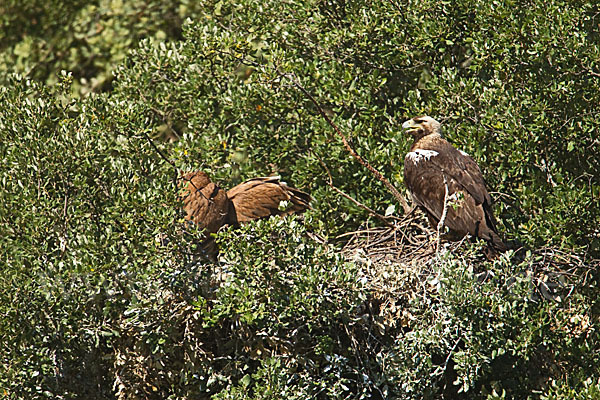 Spanischer Kaiseradler (Aquila adalberti)