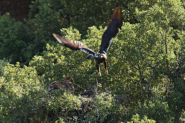 Spanischer Kaiseradler (Aquila adalberti)