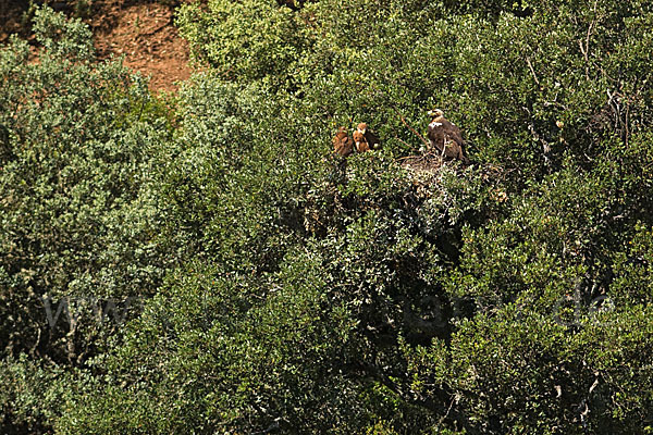 Spanischer Kaiseradler (Aquila adalberti)